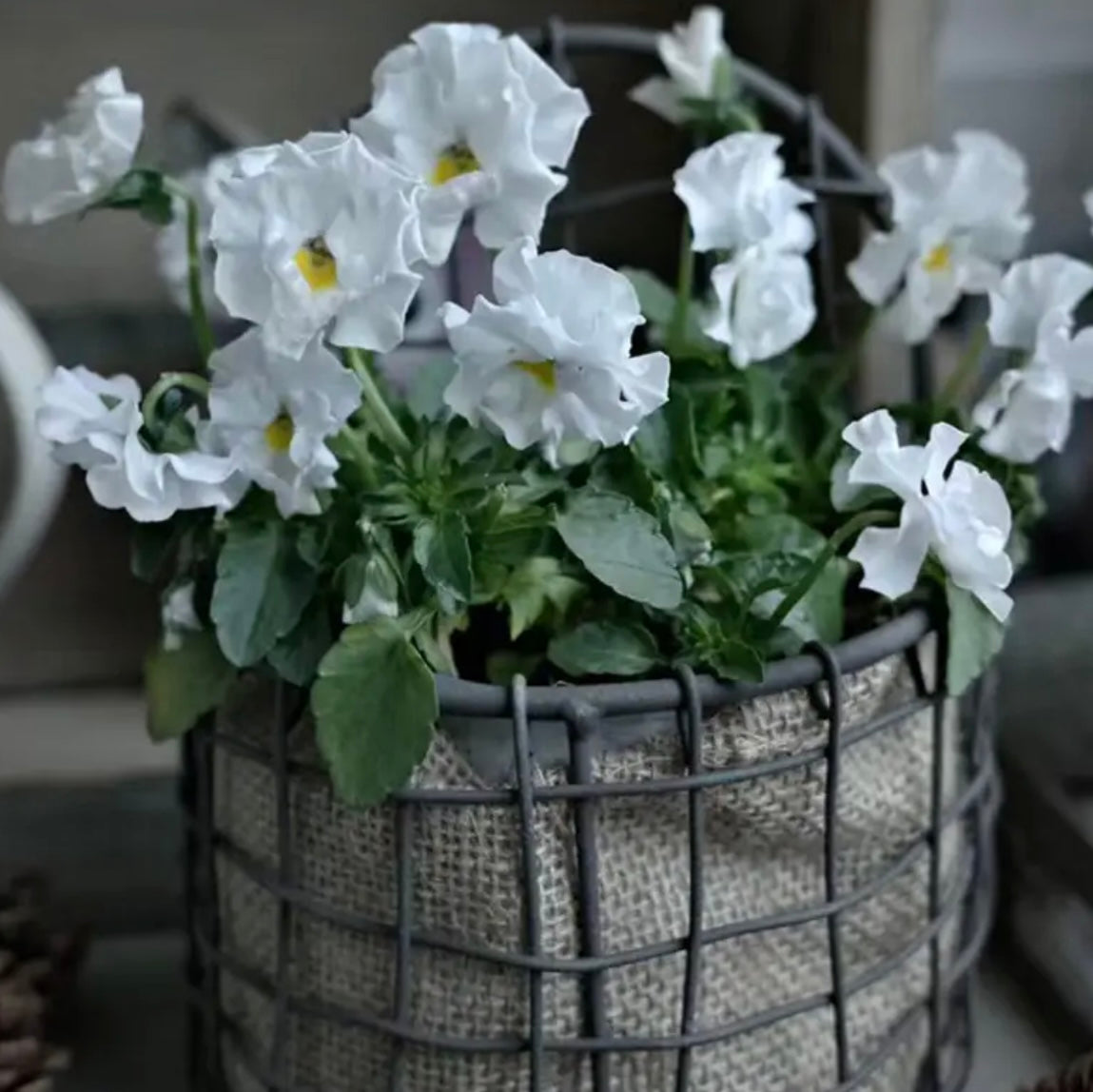 Kernow Bloom