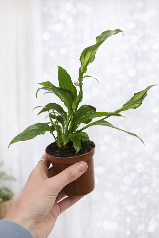 10 cm Peace Lily (Spathiphyllum) pup / small plant