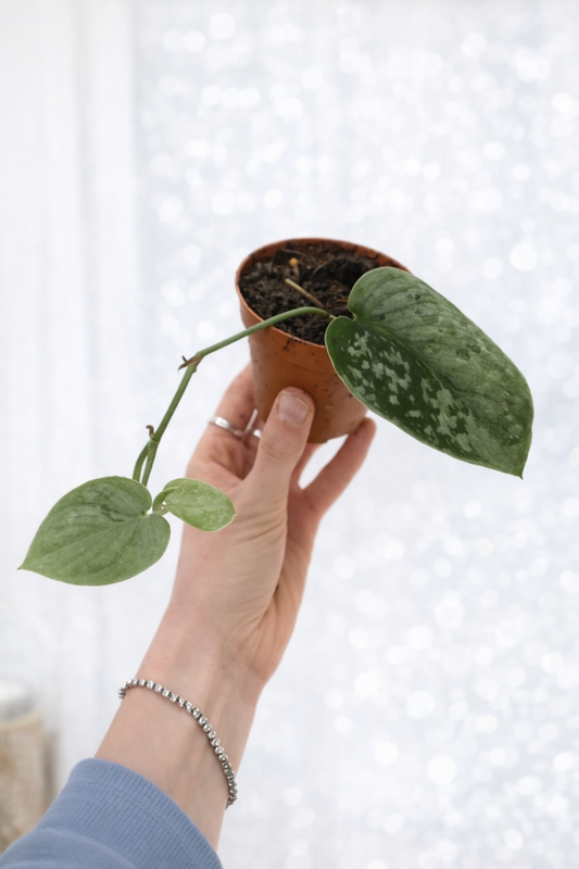 Scindapsus pictus (Satin Pothos) houseplant